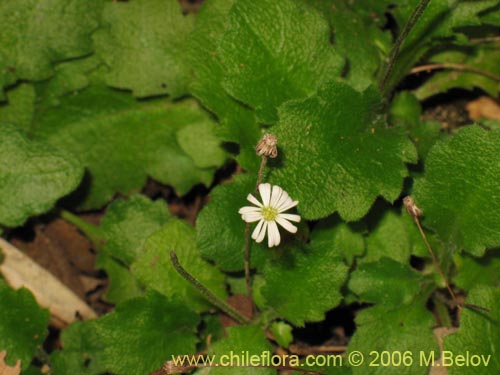 Imágen de Lagenophora sp. #2411 (). Haga un clic para aumentar parte de imágen.