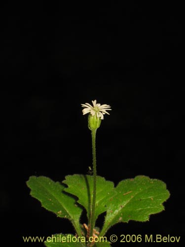 Lagenophora sp. #2411의 사진
