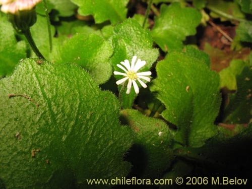 Imágen de Lagenophora sp. #2411 (). Haga un clic para aumentar parte de imágen.