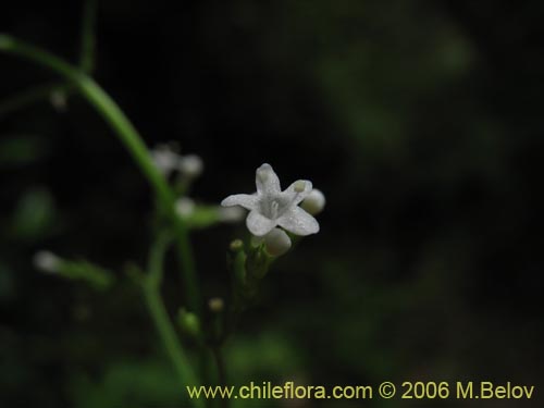 Image of Valeriana sp.   #1664 (). Click to enlarge parts of image.