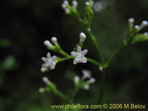 Imágen de Valeriana sp. #1664 (). Haga un clic para aumentar parte de imágen.