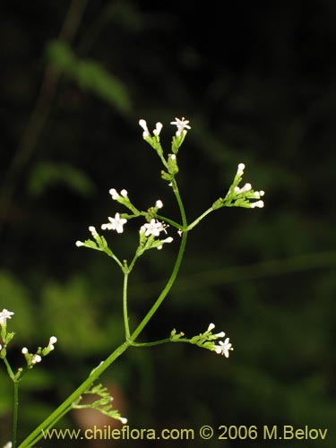 Image of Valeriana sp.   #1664 (). Click to enlarge parts of image.
