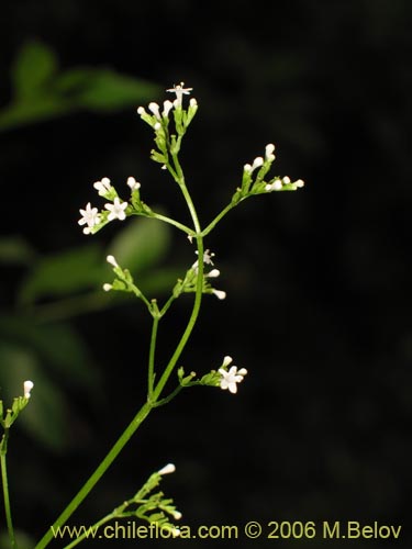 Image of Valeriana sp. #1664 (). Click to enlarge parts of image.