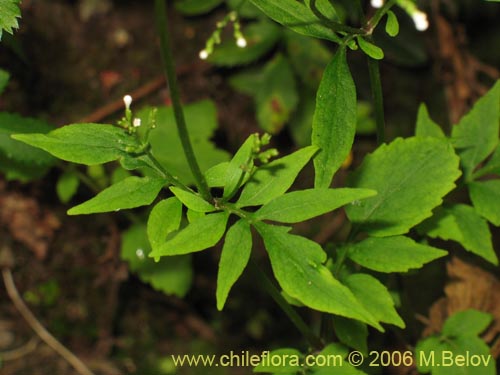 Valeriana sp. #1664의 사진