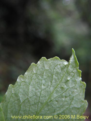 Image of Valeriana sp. #1664 (). Click to enlarge parts of image.