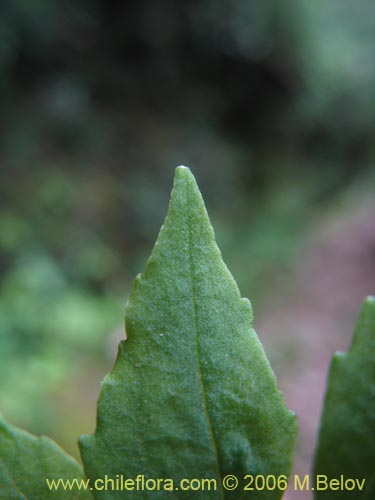 Image of Valeriana sp. #1664 (). Click to enlarge parts of image.