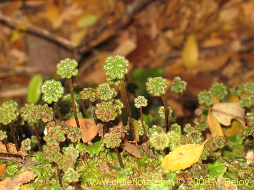 未確認の植物種 sp. #2412の写真