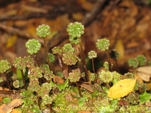 Image of Unidentified Plant sp. #2412 (). Click to enlarge parts of image.