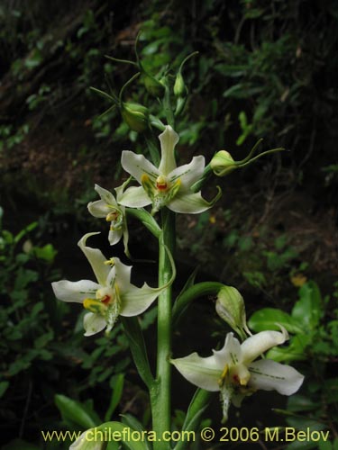 Image of Gavilea araucana (). Click to enlarge parts of image.