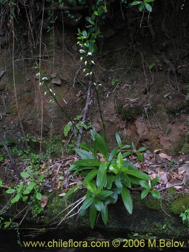 Image of Gavilea araucana (). Click to enlarge parts of image.