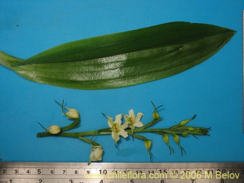 Gavilea araucanaの写真