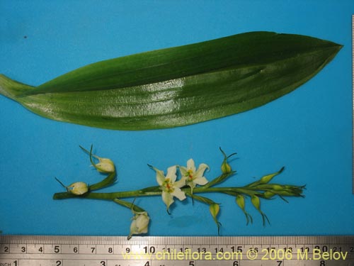 Image of Gavilea araucana (). Click to enlarge parts of image.