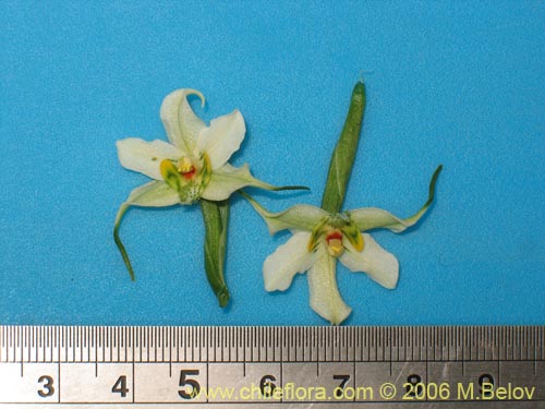 Image of Gavilea araucana (). Click to enlarge parts of image.