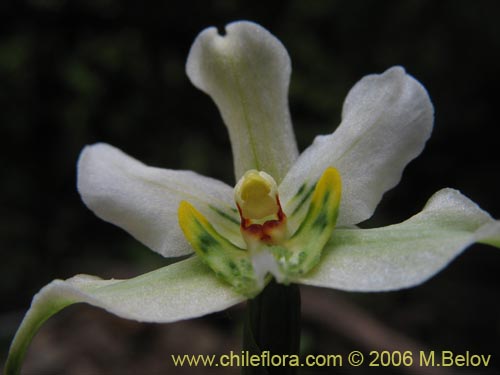 Imágen de Gavilea araucana (). Haga un clic para aumentar parte de imágen.