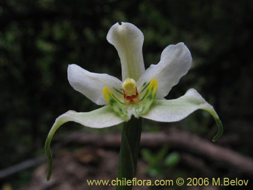 Imágen de Gavilea araucana (). Haga un clic para aumentar parte de imágen.