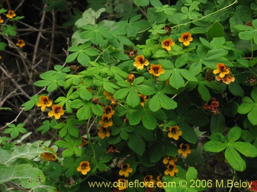 Фотография Tropaeolum ciliatum (Pajarito). Щелкните, чтобы увеличить вырез.