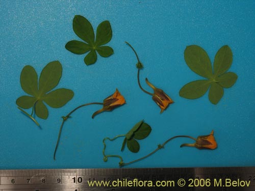 Tropaeolum ciliatum의 사진