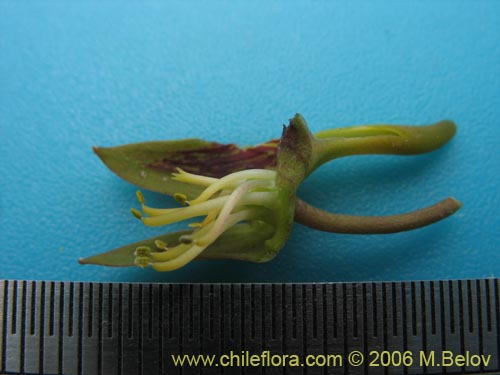 Image of Tropaeolum ciliatum (Pajarito). Click to enlarge parts of image.
