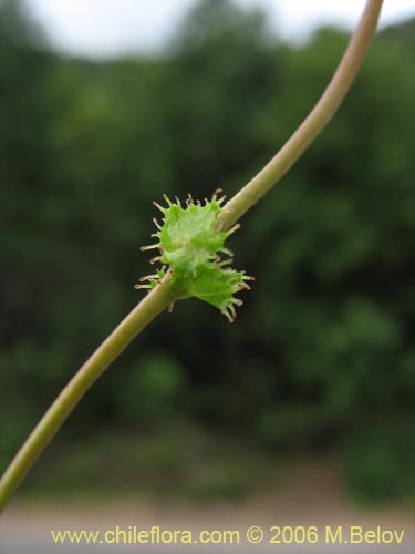 Imágen de Tropaeolum ciliatum (Pajarito). Haga un clic para aumentar parte de imágen.