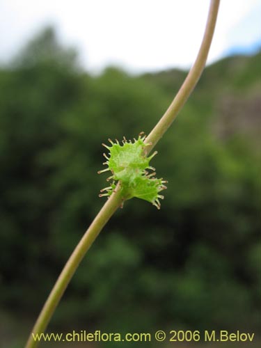 Imágen de Tropaeolum ciliatum (Pajarito). Haga un clic para aumentar parte de imágen.