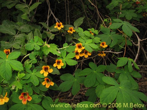 Imágen de Tropaeolum ciliatum (Pajarito). Haga un clic para aumentar parte de imágen.