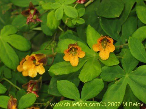 Imágen de Tropaeolum ciliatum (Pajarito). Haga un clic para aumentar parte de imágen.