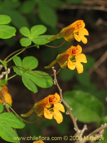 Imágen de Tropaeolum ciliatum (Pajarito). Haga un clic para aumentar parte de imágen.