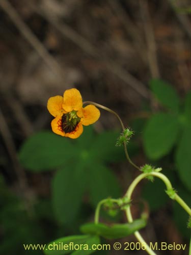 Фотография Tropaeolum ciliatum (Pajarito). Щелкните, чтобы увеличить вырез.