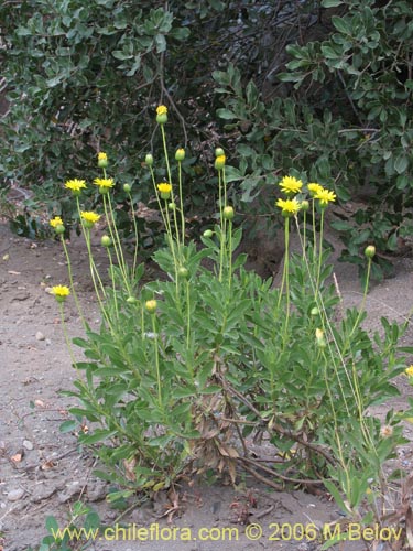 Image of Haplopappus illinitus (). Click to enlarge parts of image.