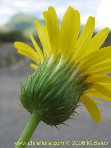 Image of Haplopappus illinitus (). Click to enlarge parts of image.