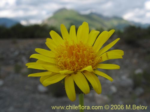 Image of Haplopappus illinitus (). Click to enlarge parts of image.