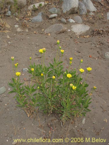 Haplopappus illinitusの写真