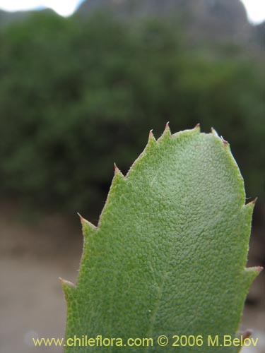 Bild von Haplopappus illinitus (). Klicken Sie, um den Ausschnitt zu vergrössern.