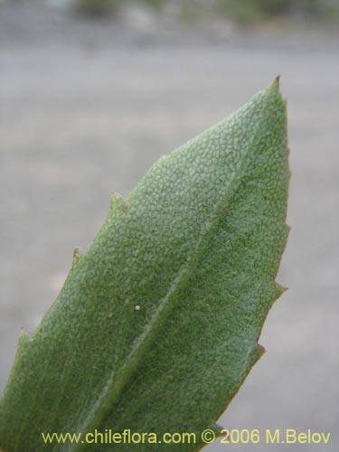 Image of Haplopappus illinitus (). Click to enlarge parts of image.