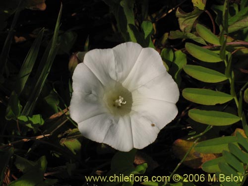 Convolvulus sp. #1549的照片