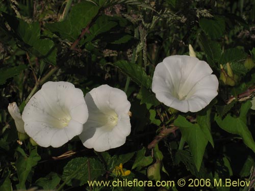 Image of Convolvulus sp.   #1549 (). Click to enlarge parts of image.