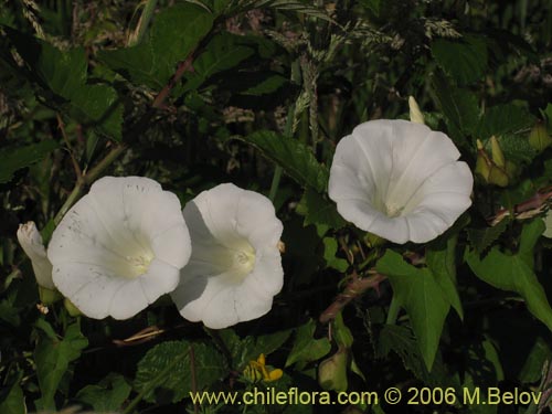 Convolvulus sp. #1549の写真