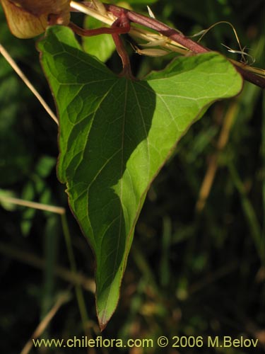 Bild von Convolvulus sp. #1549 (). Klicken Sie, um den Ausschnitt zu vergrössern.