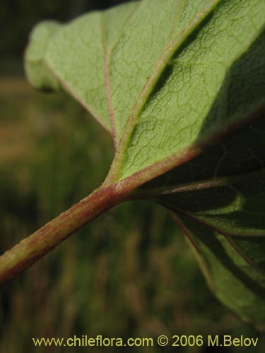 Image of Convolvulus sp. #1549 (). Click to enlarge parts of image.