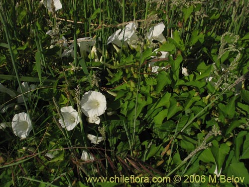 Convolvulus sp. #1549的照片