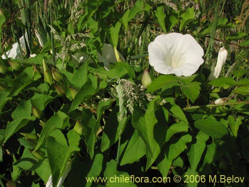 Convolvulus sp. #1549の写真