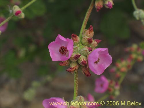 Image of Andeimalva chilensis (). Click to enlarge parts of image.