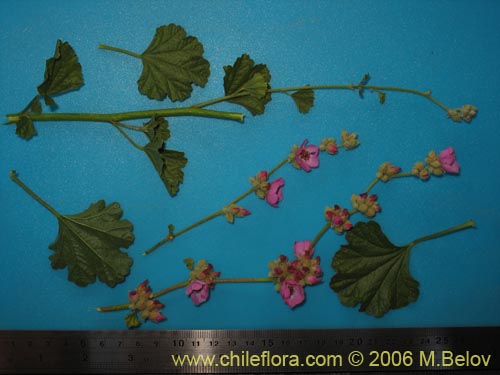 Andeimalva chilensisの写真