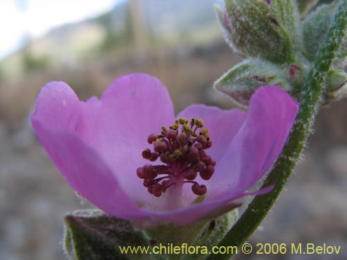 Фотография Andeimalva chilensis (). Щелкните, чтобы увеличить вырез.