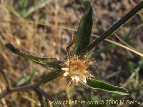 Imágen de Centaurea sp. #2413 (). Haga un clic para aumentar parte de imágen.