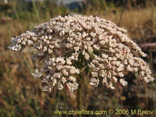 Фотография Daucus carota (Zanahoria silvestre). Щелкните, чтобы увеличить вырез.