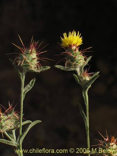 Centaurea sp. #2413의 사진