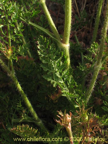 Imágen de Daucus carota (Zanahoria silvestre). Haga un clic para aumentar parte de imágen.