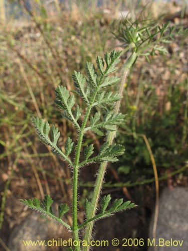 Imágen de Daucus carota (Zanahoria silvestre). Haga un clic para aumentar parte de imágen.