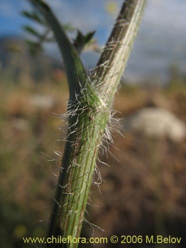 Фотография Daucus carota (Zanahoria silvestre). Щелкните, чтобы увеличить вырез.